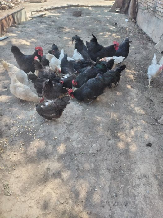 Qora shahzoda tuxumlari bor. Ishonchli va sifatli.