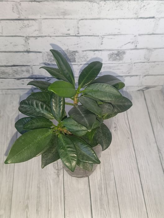 Продам Фикусы сортовые.