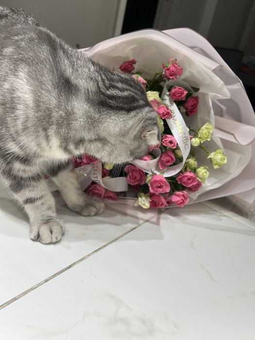 Кошка шатланские
