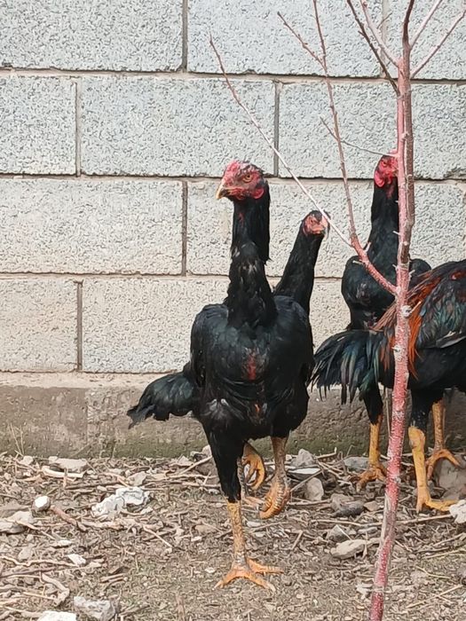 Дакан сатылады таза