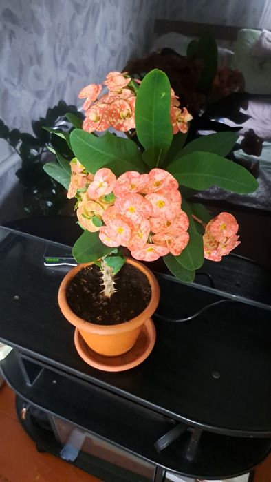 Комнатные  цветы