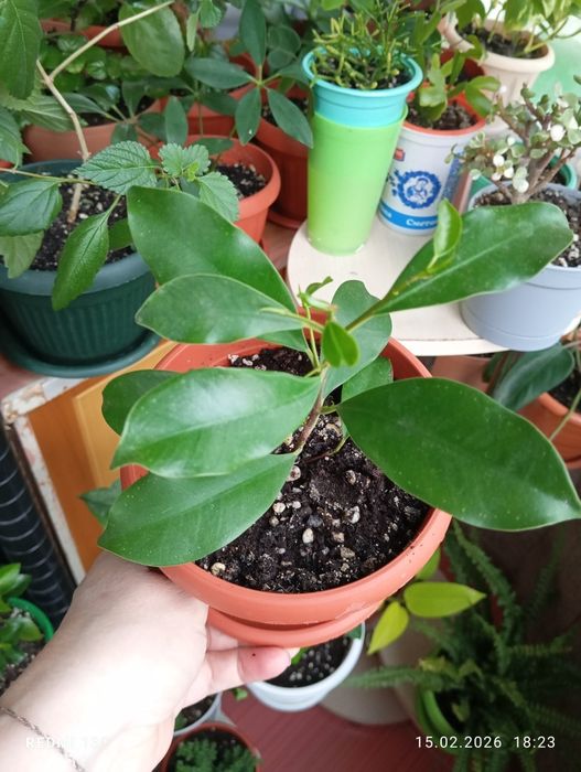 Продам цветы комнатные