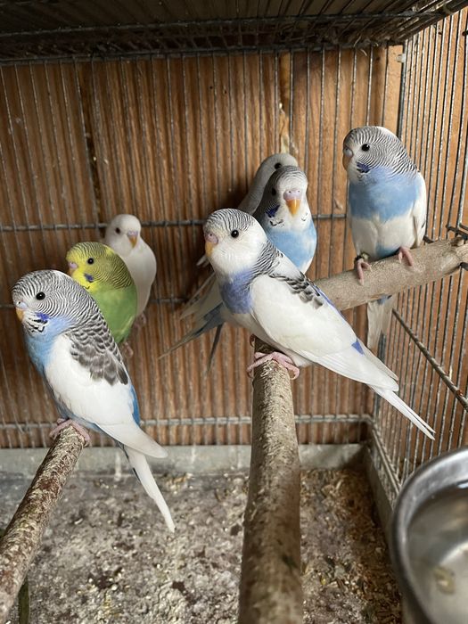 Canari perusi nimfe si agapornis