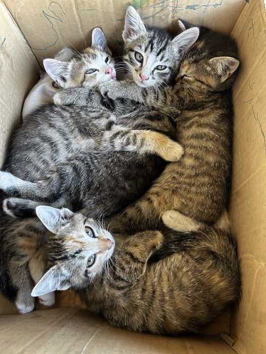 Котята в хорошие руки