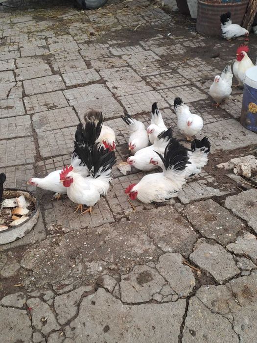 Шабо млади пилета