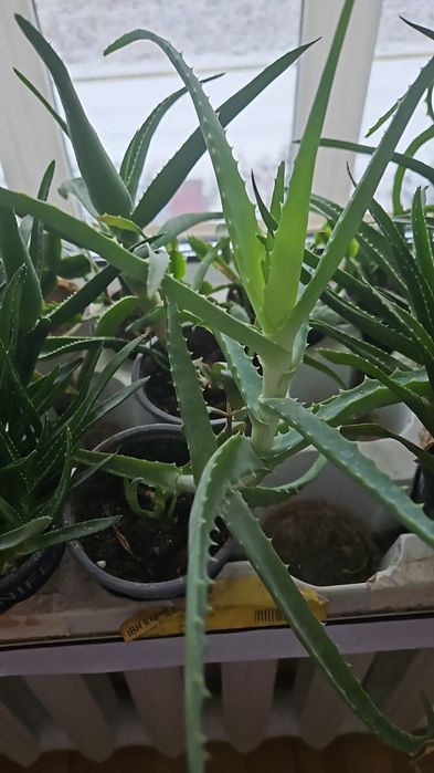 Комнатные цветы в большом ассортименте