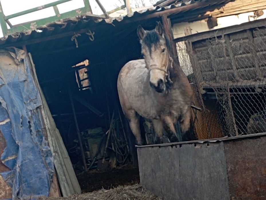 Лошадь жылкы айгыр