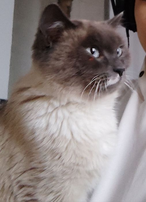 Потерялся кот каскелен