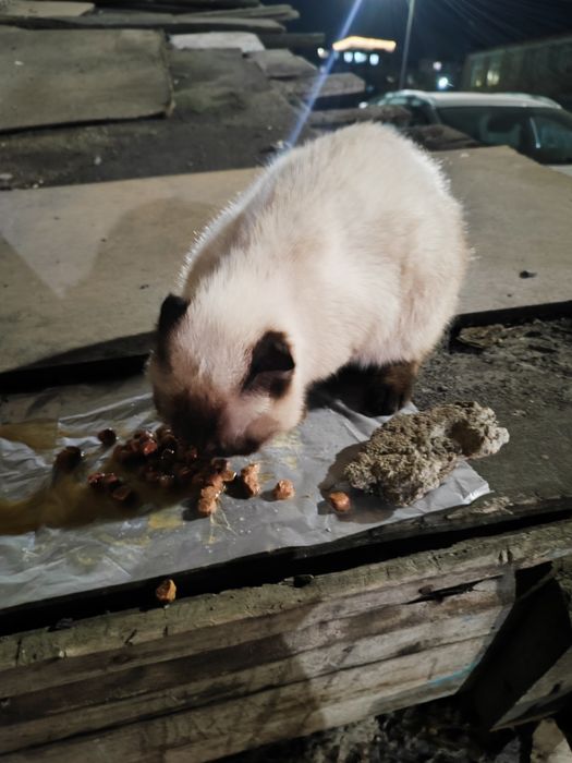 Срочно!!маленькая кошечка ищет дом!!!