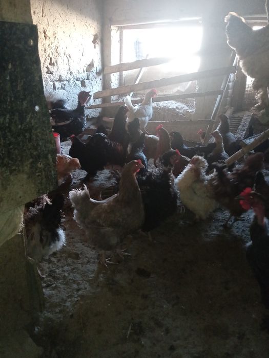 Уй товуги жужалари