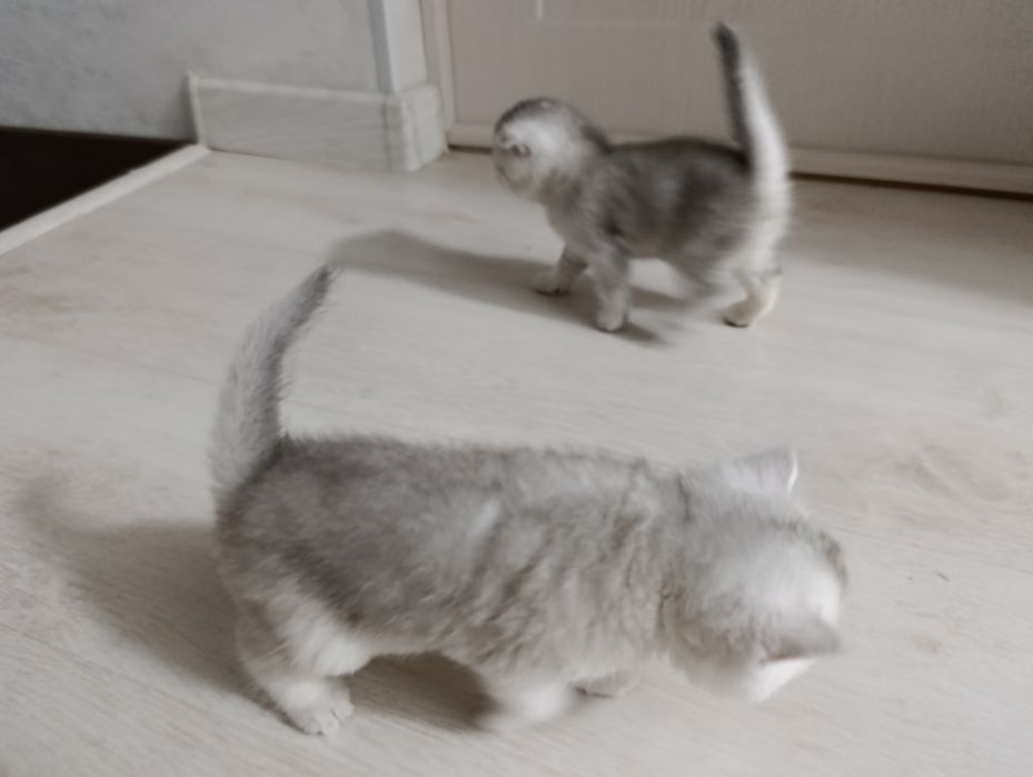 Продается Шотланкие Шиншиллы