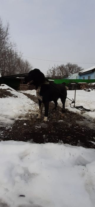 Күшік сатылады САО