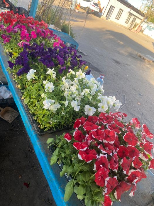 Продам цветы      .