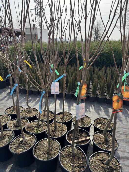 Kaki anul 6 si 7 diferite soiuri