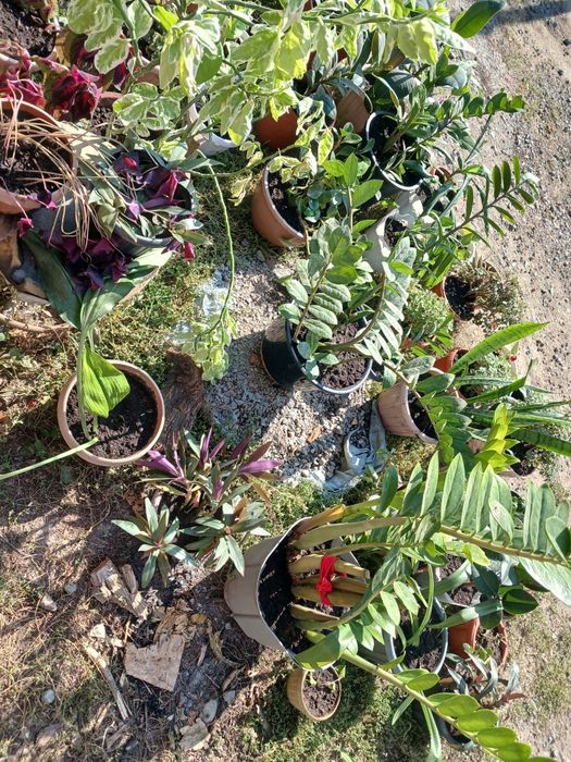 Комнатные цветы растения