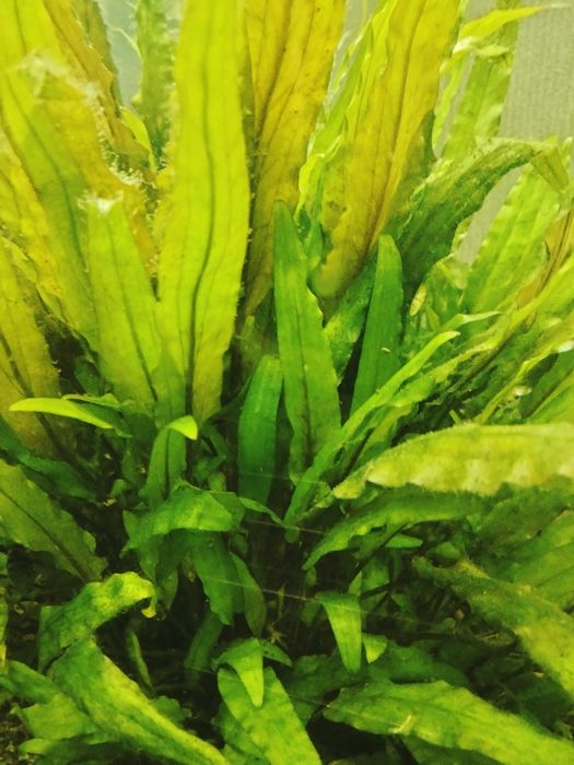 Продам растения аквариумные крептокарина