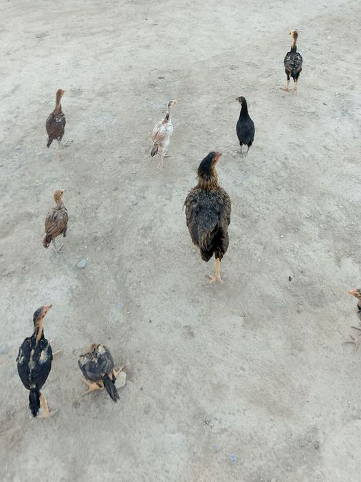 Joʻjalarga javob beraman toza qon