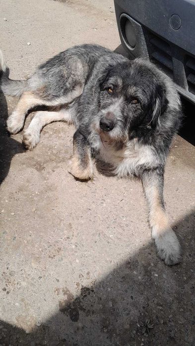 Ofer spre adopție mascul ciobănesc