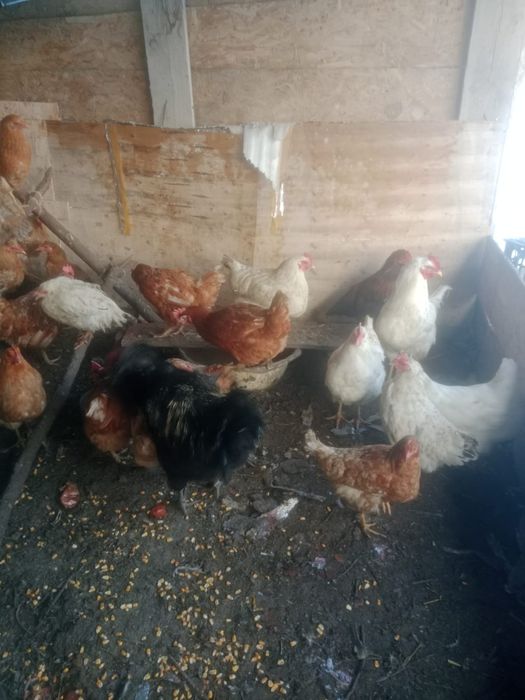 Продам куры продам куры