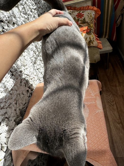 Отдам кошечку в добрые руки