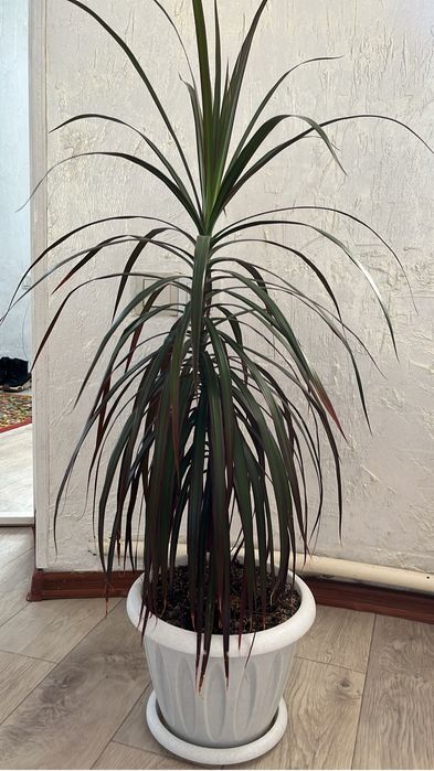 Комнатные растение