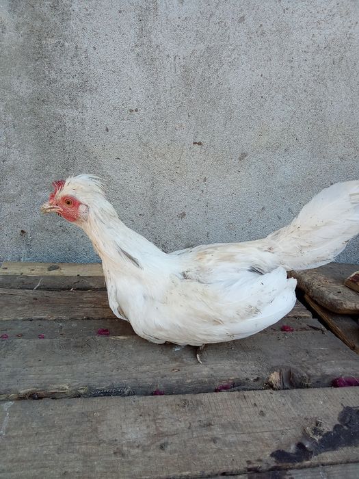 3 Cocoși pitici încălțați și moțați