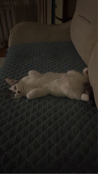 Отдам в хорошие руки кошечку