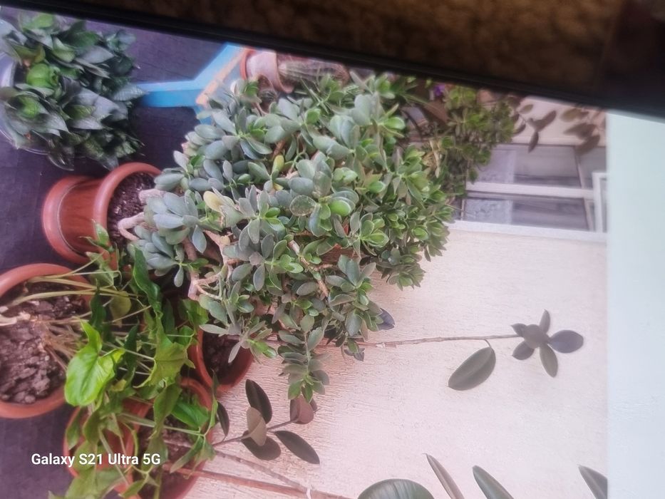 Комнатные растения