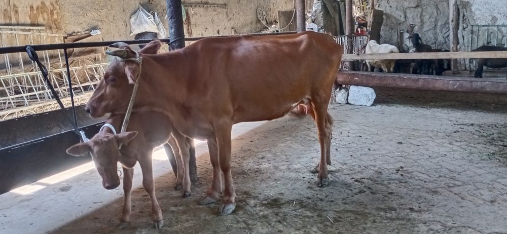 Ona bola sigirlar