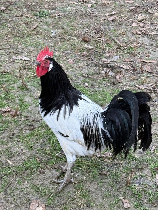 Cocosi cochinchina pitic si lekenvelder