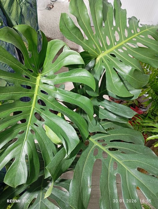 Монстера деликатесная большая