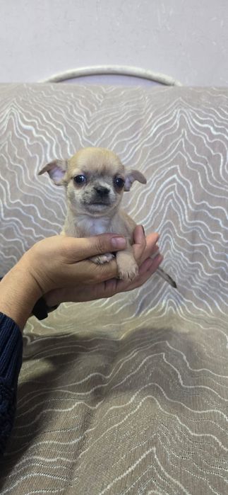 Красивые малыши Чихуахуа