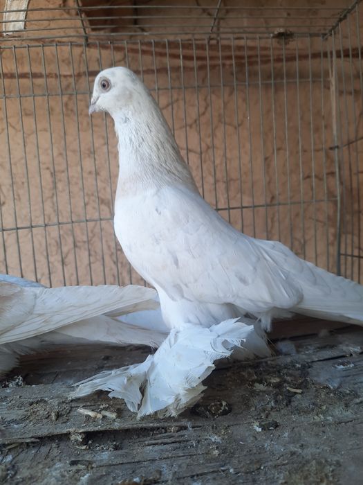 Голуби продаётся