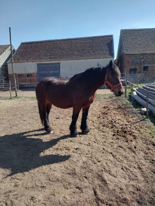 Iepe gestante de vănzare