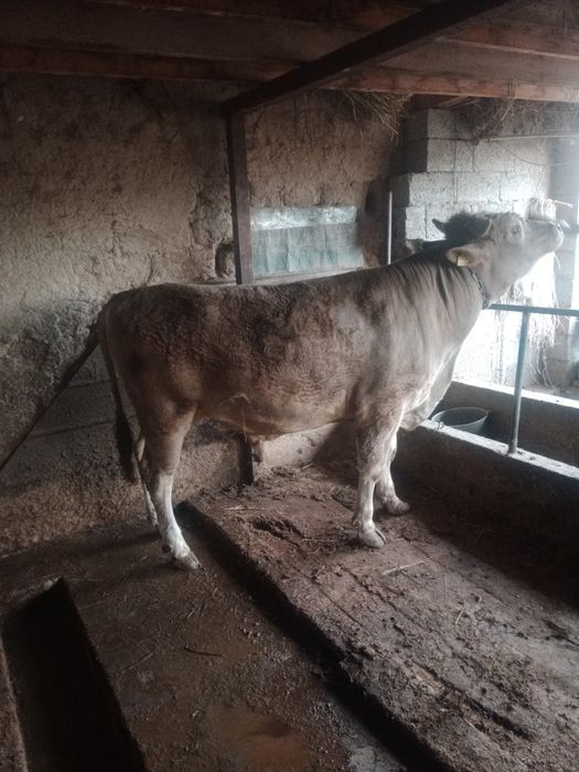 жемделген букасатылады