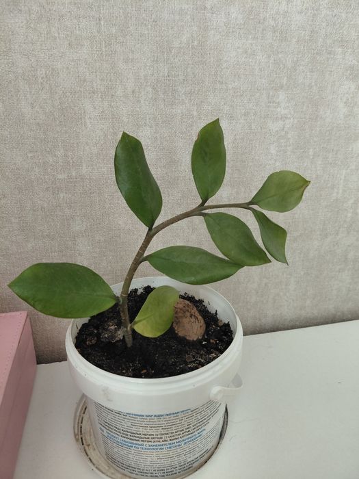 Комнатные цветый разные 1000