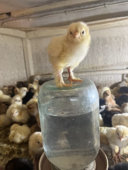 Продаю домашних цыплят суточные