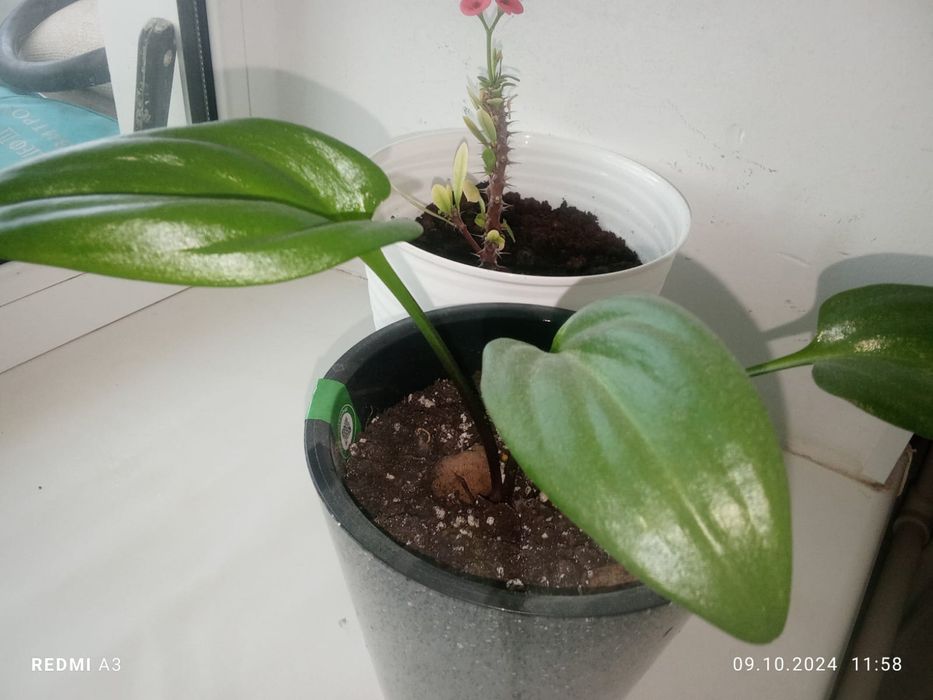 Комнатные растения