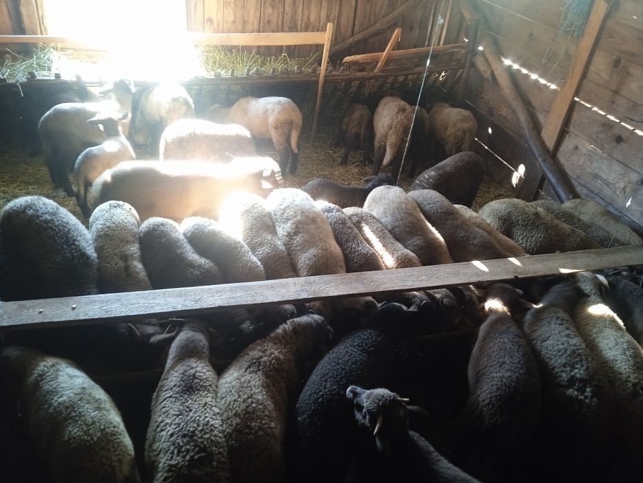 Miei de vânzare  ..