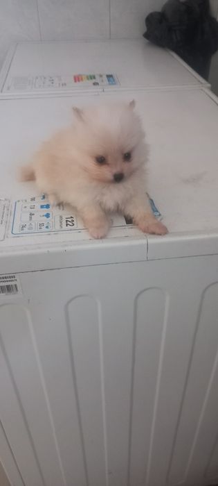 Продавам Померан