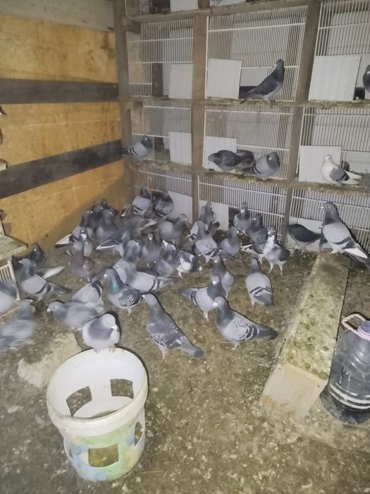 Vand porumbei voiajori