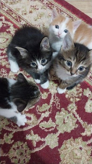 Отдам добрые руки котенки