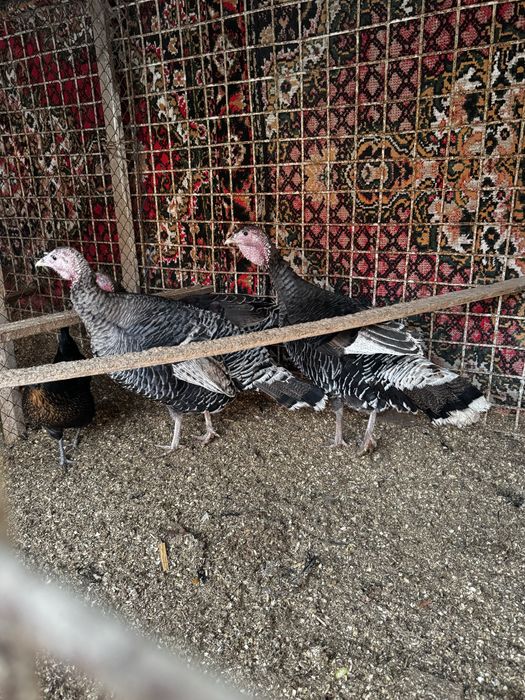 Арзон Товуқлар хар хил турдаги