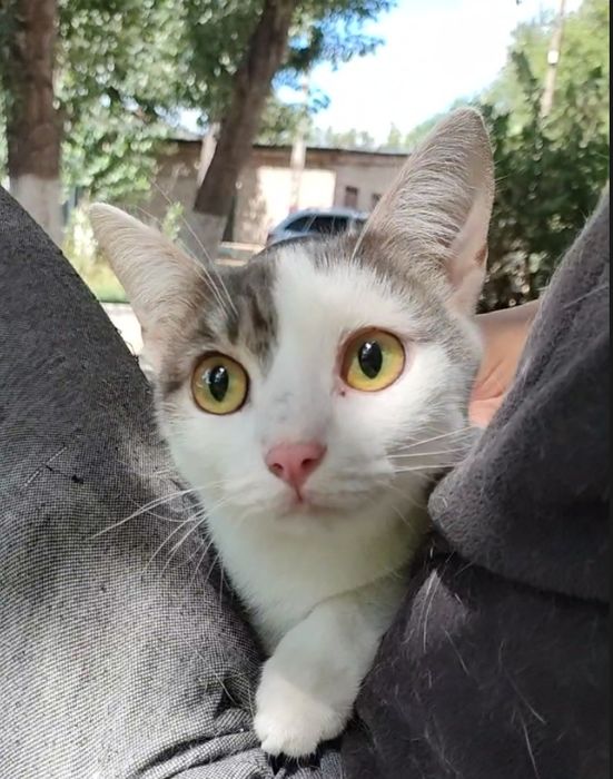 Кот, молоденький, очень нежный