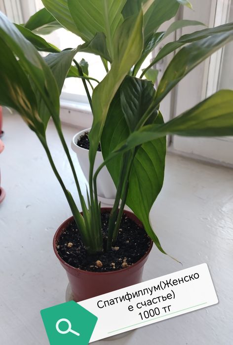 Продам комнатные цветы от 1000 тг