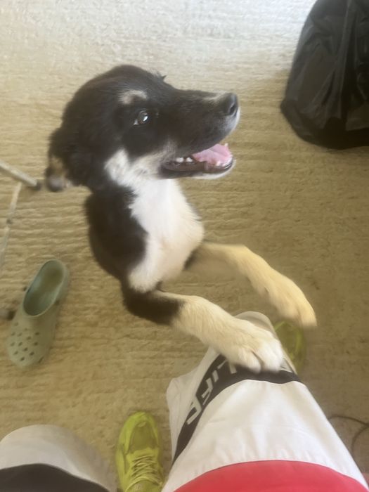 Donez spre adoptie pui de husky siberian. Somova, Tulcea.