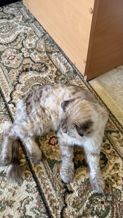 Кошка шотланская
