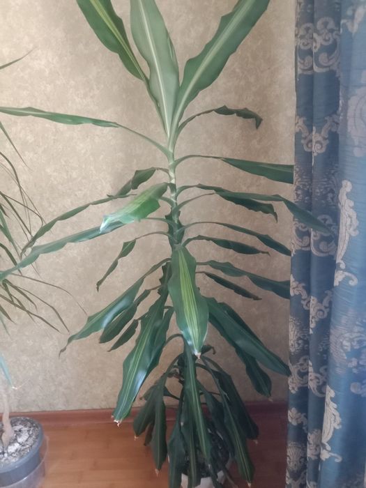 Комнатное растение