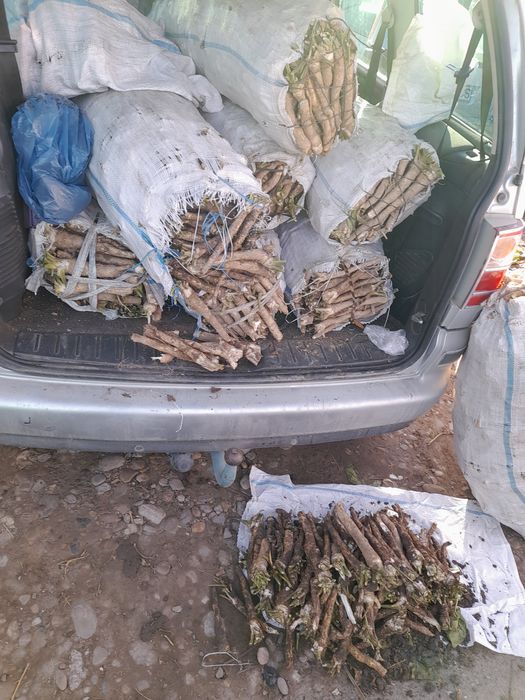 Hrean romănesc vrac