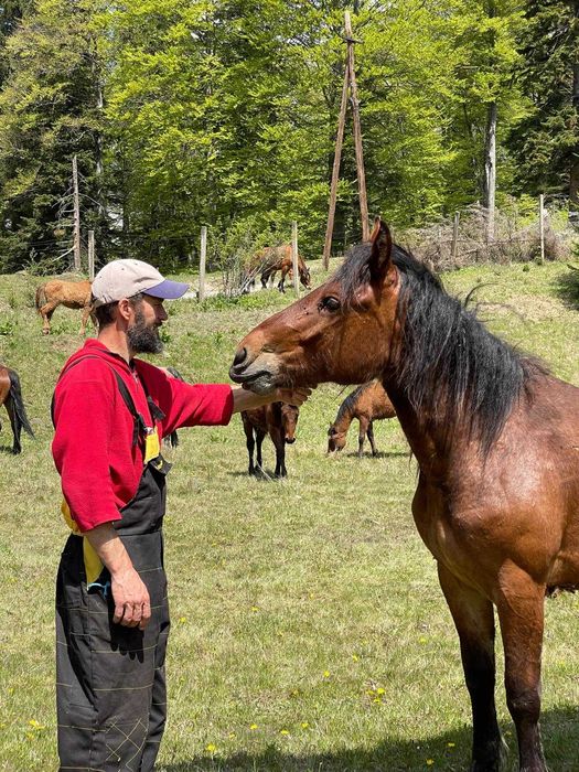 Vand armasari, iepe,manji. sau schimb cu trasura, tractor. camion,4x4